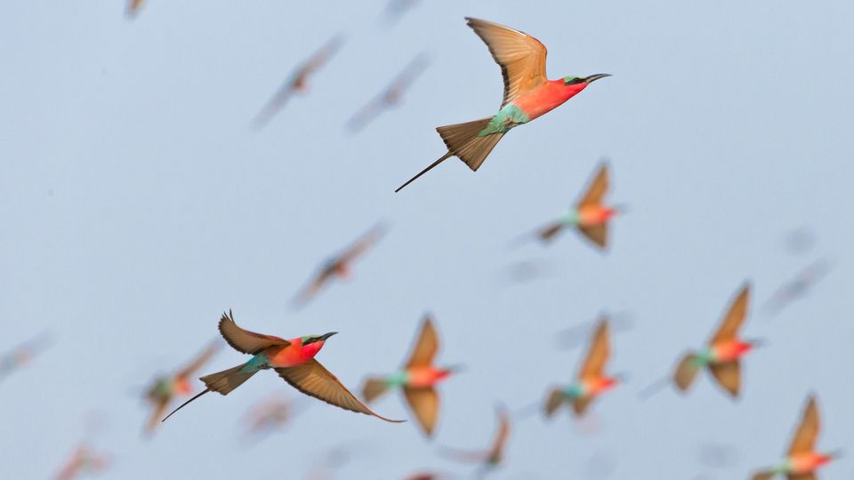 Scharlachspinte im Flug