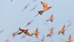 Scharlachspinte im Flug