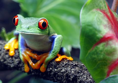 Rotaugenlaubfrosch