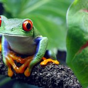 Rotaugenlaubfrosch ©Brandon Alms, 123rf.com Rotaugenlaubfrosch