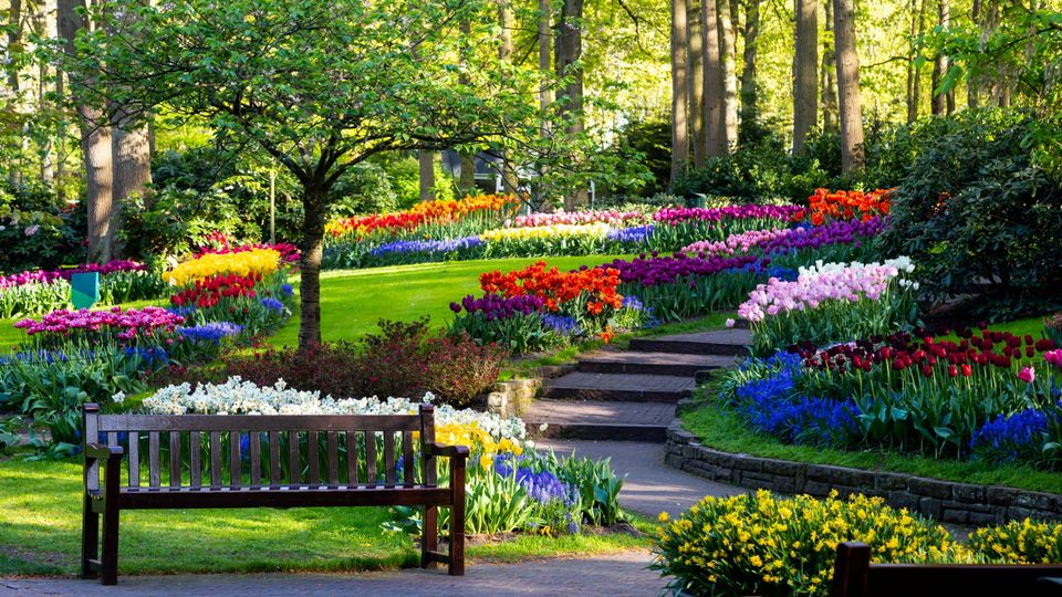 blühende Tulpen im botanischen Garten Keukenhof