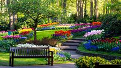 blühende Tulpen im botanischen Garten Keukenhof