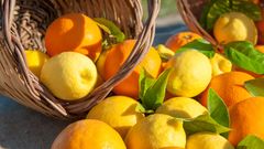 Orangen und Zitronen