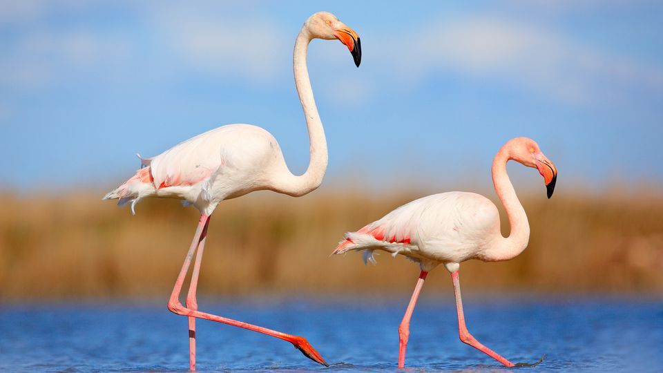 Flamingos in der Camargue