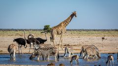 Wasserstelle im Etosha National Park