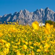 Wilder Kaiser mit Sommerwiese © tvbwilderkaiser