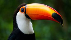 Tucan im Iguazu Nationalpark