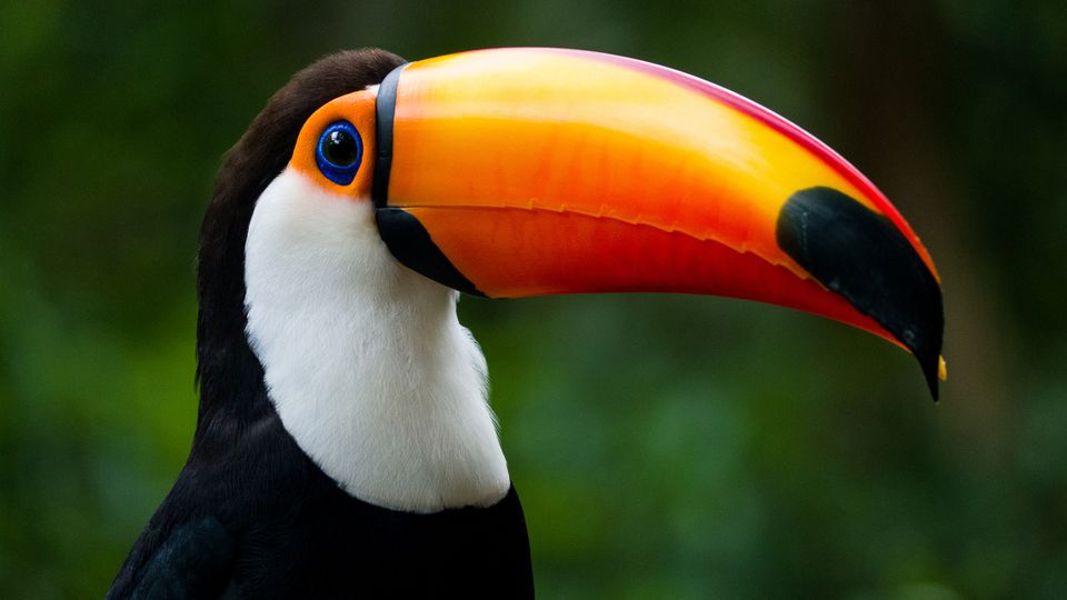 Tucan im Iguazu Nationalpark
