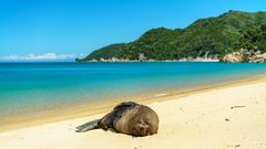 Robbe im Abel Tasman NP