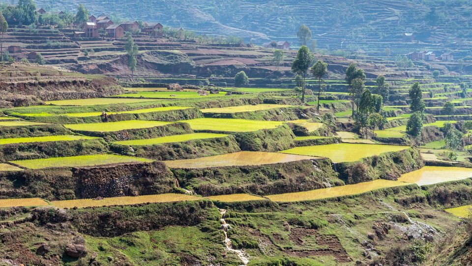 Reisfelder zwischen Antsirabe und Antananarivo