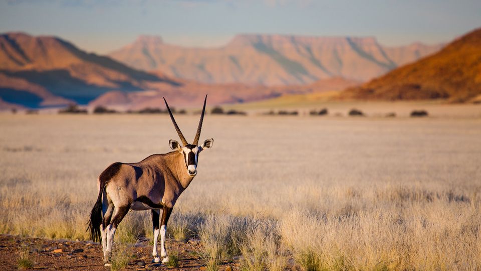 Oryx in der Wüste