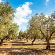 Olivenplantage ©Siegfried Schnepf, AdobeStock Olivenplantage