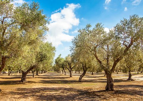 Olivenplantage