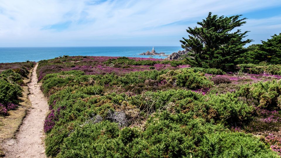 Heather meadow Corbiere Lighthouse ©Emel, AdobeStock Heather meadow Corbiere Lighthouse