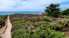 Heather meadow Corbiere Lighthouse ©Emel, AdobeStock Heather meadow Corbiere Lighthouse