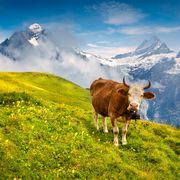 Rind auf der Alm