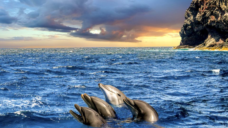 Delfine im Meer bei Los Gigantes