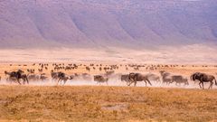 Gnus in Ngorongoro