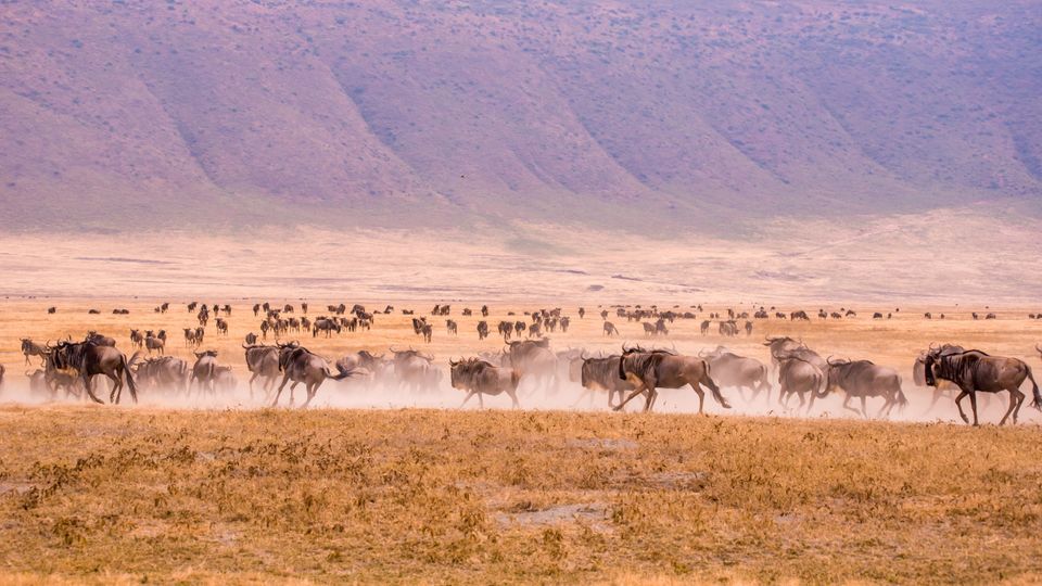 Gnus in Ngorongoro