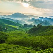 Cameron Highlands Malaysia