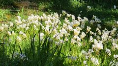 Buskett Gardens