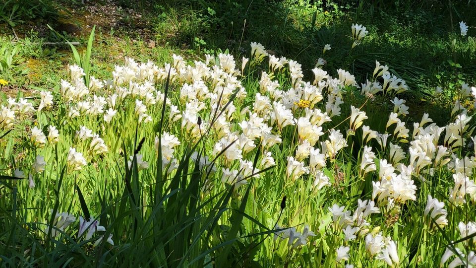 Buskett Gardens