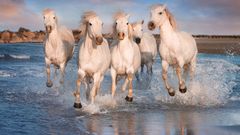 Camargue-Pferde