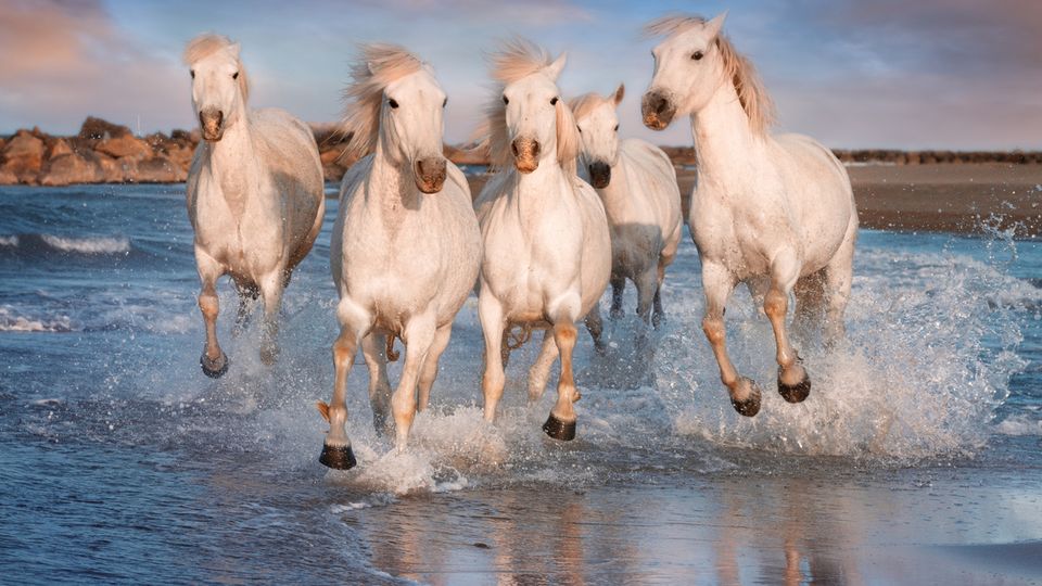 Camargue-Pferde