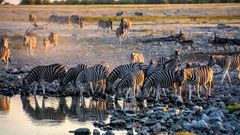 Zebraherde im Etosha Nationalpark