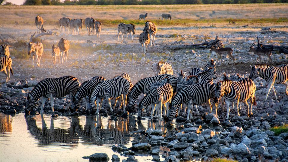 Zebraherde im Etosha Nationalpark