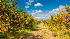 Orangenplantage mit Blick auf den Ätna