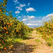 Orangenplantage mit Blick auf den Ätna