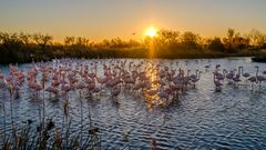 Flamingos in der Camargue