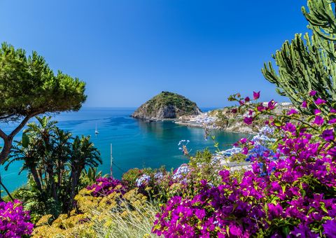 Ischia Blütenpracht