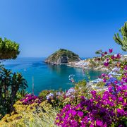 Ischia Blütenpracht ©Vivida Photo PC - adobe stock Ischia Blütenpracht