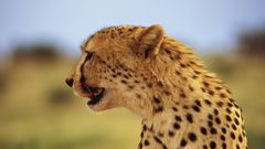 Gepard