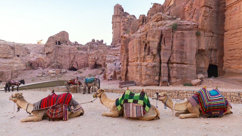 Kamele vor Petra
