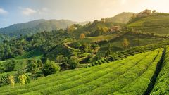 Schwarzes Meer Teefeld Türkei