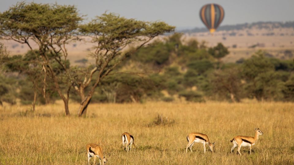 Antilope im Tarangire Nationalpark