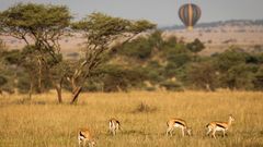 Antilope im Tarangire Nationalpark