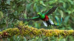 Vogel Quetzal in Ranchito de Quetzal