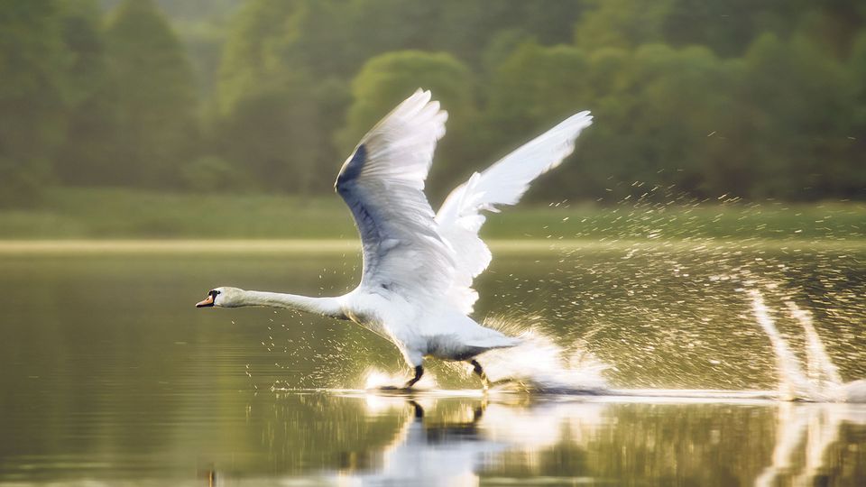Schwan