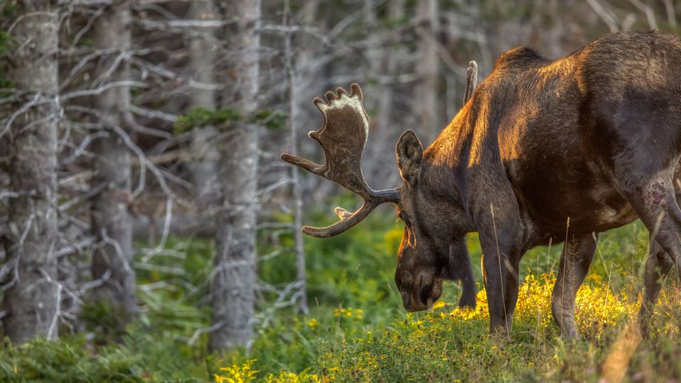 Elch im Cape Bretton Nationalpark ©michel, AdobeStock Elch im Cape Bretton Nationalpark