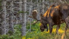 Elch im Cape Bretton Nationalpark ©michel, AdobeStock Elch im Cape Bretton Nationalpark