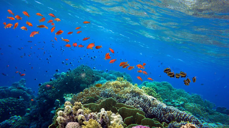 Unterwasserwelt Great Barrier Reef