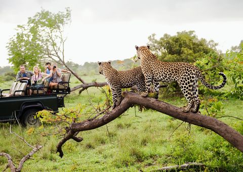 Safari mit Leopardensichtung