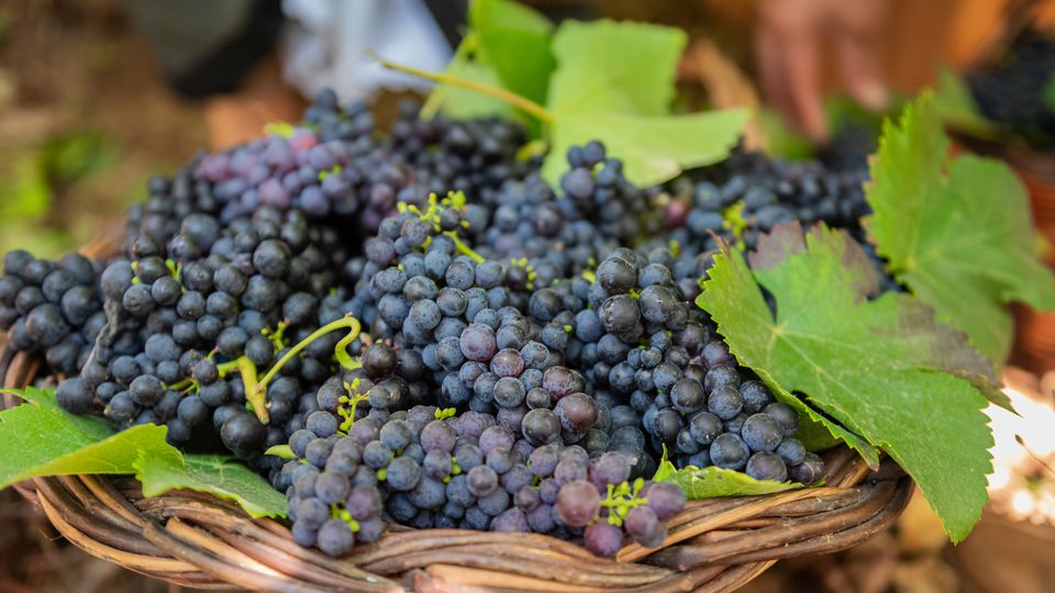 Weinernte auf Madeira
