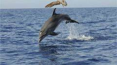 Einzigartige Tierwelt entlang der Kanaren