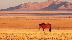 Wildpferd in der Wüste Namib